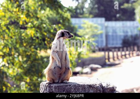 Beautiful meerkat or suricate sits on its hind legs and looks into the distance. Stock Photo