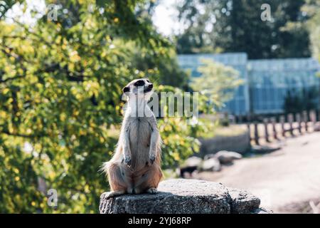 Beautiful meerkat or suricate sits on its hind legs and looks into the distance. Stock Photo