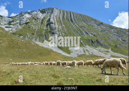 Large sheep flock at foothills of Prutas peak. Durmitor mountain, Montenegro Stock Photo