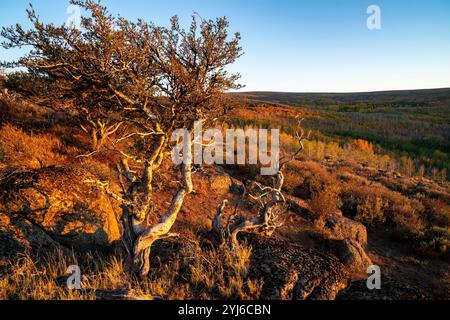 A grove of curlleaf mountain-mahogany (Cercocarpus ledifolius) shares the area near Parkman Park with a grove of  aspens on Oregon's Steens Mountain. Stock Photo