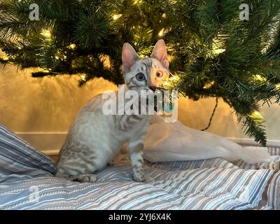 One White Bengal Cat under Christmas Tree, chewing on evergreen branches with Christmas lights Stock Photo
