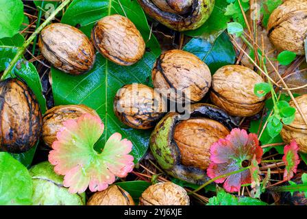 Ripe walnuts (Juglans regia) on the ground. Stock Photo