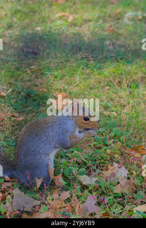 squirrel eats in central park Stock Photo