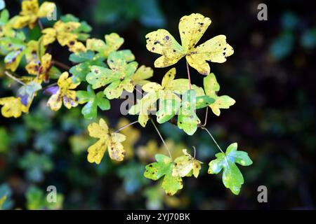 Yellow autumn leaves of the field maple (Acer campestre). Stock Photo