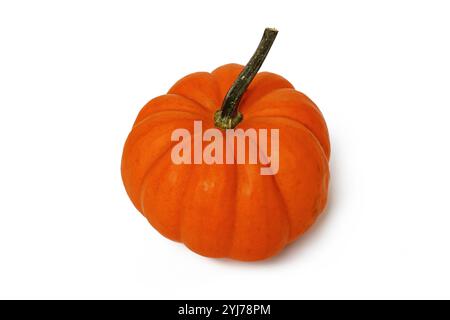 Bright orange Jack be Little pumpkin on white background Stock Photo