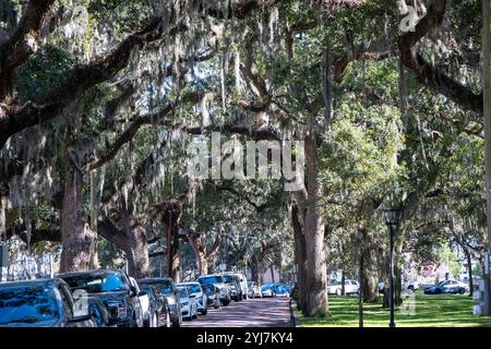 Tall oak trees adorned with Spanish moss provide shade along a tranquil street, enhancing the scenic beauty. Stock Photo