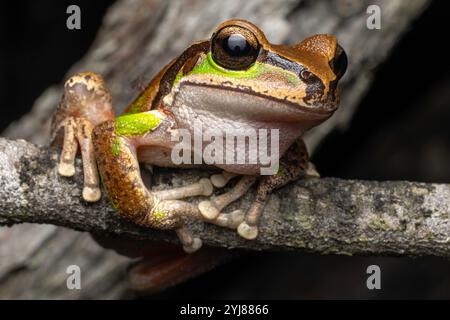 Australian Blue Mountains Tree Frog Stock Photo