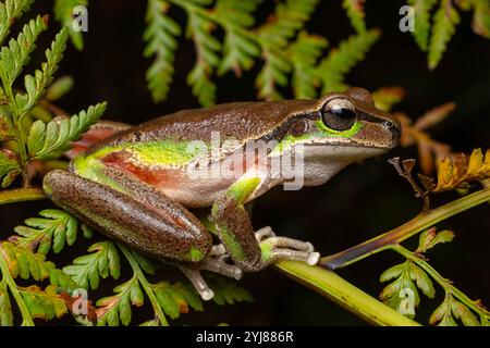 Australian Blue Mountains Tree Frog Stock Photo
