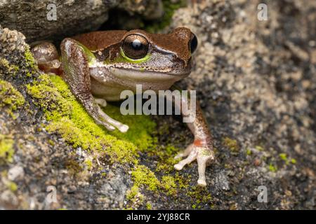 Australian Blue Mountains Tree Frog Stock Photo