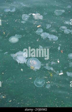 A beautiful jellyfish in the blue waters Stock Photo - Alamy