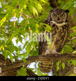 Afternoon Perch Stock Photo