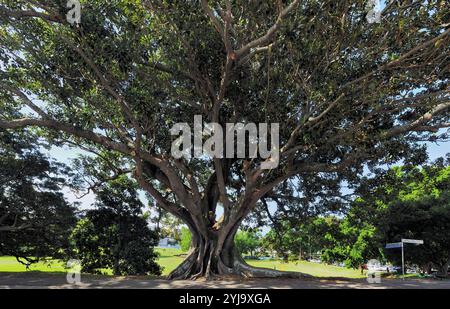 Canopy and buttress rooted trunk of a large old Moreton Bay Fig Tree on the south east corner of Rushcutters Bay Park, Sydney, Australia Stock Photo