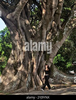 A young woman walks by the large trunk and buttress roots of an old Moreton Bay Fig Trees on New South Head Rd, Edgecliff, Sydney, Australia Stock Photo