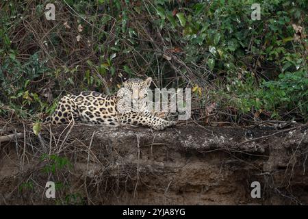 Jaguar on top Cuiaba River riverbank lying-down relaxing in the Pantanal Brazil. Stock Photo