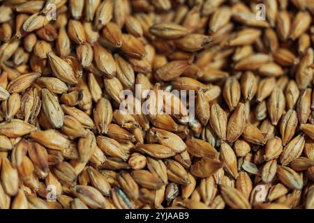 A close-up of barley grains, ready for brewing Stock Photo