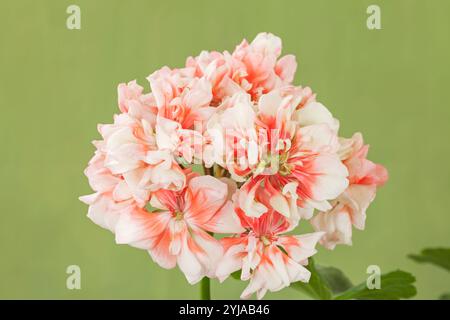 Pelargonium 'Apple Blossom', zonal geranium Stock Photo