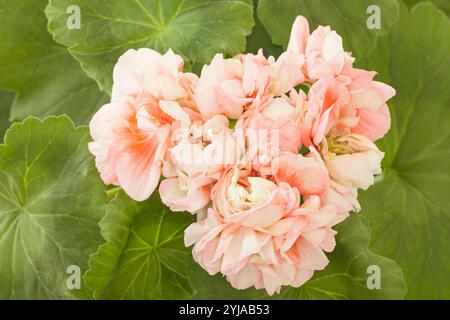 Pelargonium 'Apple Blossom', zonal geranium Stock Photo