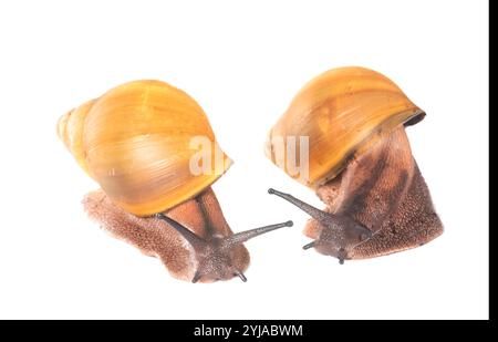 Archachatina marginata hi-res stock photography and images - Alamy