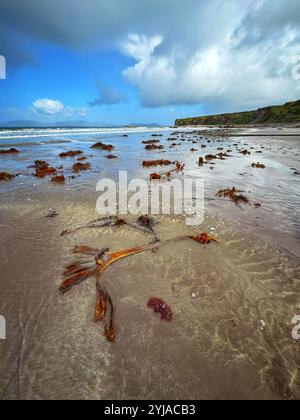 Seaweed washed up on Trah Louher (Lower beach) to the south of Waterville,County Kerry, Ireland Stock Photo