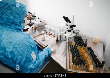 Laboratory assistant works on creating bacterial culture Stock Photo ...
