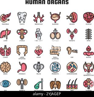 Human Organs Thin Line icons Stock Vector