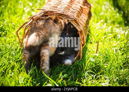 Cute little bunnies on green grass with natural bokeh as background during summer. Stock Photo