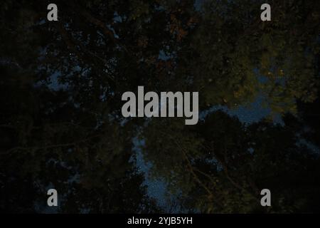 Starry Night Sky Through Forest Canopy Stock Photo