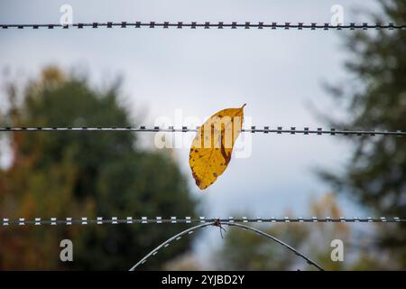 Srinagar, India. 14th Nov, 2024. A leaf is seen stuck in a concertina wire during the autumn season in Srinagar. Autumn in Kashmir, locally known as 'Harud,' transforms the valley into a vibrant canvas of red, orange, and yellow hues. Credit: SOPA Images Limited/Alamy Live News Stock Photo