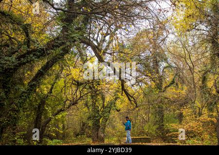 Srinagar, India. 14th Nov, 2024. A Kashmiri man walks along a path surrounded by trees covered in changing colourful leaves during the autumn season in Srinagar. Autumn in Kashmir, locally known as 'Harud,' transforms the valley into a vibrant canvas of red, orange, and yellow hues. Credit: SOPA Images Limited/Alamy Live News Stock Photo