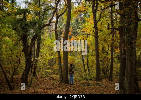 Srinagar, India. 14th Nov, 2024. General view of colourful trees during the autumn season in Srinagar. Autumn in Kashmir, locally known as 'Harud,' transforms the valley into a vibrant canvas of red, orange, and yellow hues. Credit: SOPA Images Limited/Alamy Live News Stock Photo