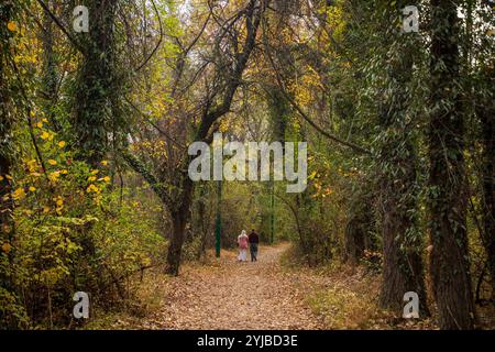 Srinagar, India. 14th Nov, 2024. A couple walks along a path surrounded by trees covered in changing colourful leaves during the autumn season in Srinagar. Autumn in Kashmir, locally known as 'Harud,' transforms the valley into a vibrant canvas of red, orange, and yellow hues. Credit: SOPA Images Limited/Alamy Live News Stock Photo