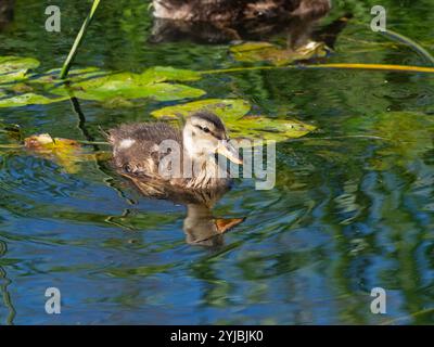 Mallard Anas platyrhynchos duckling in South Drain, Shapwick Heath National Nature Reserve, Avalon Marshes, Somerset Levels and Moors, Somerset, Engla Stock Photo