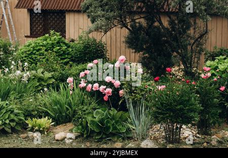 Blooming garden. Blooming peonies, irises and hydrangeas in a flower garden. Stock Photo