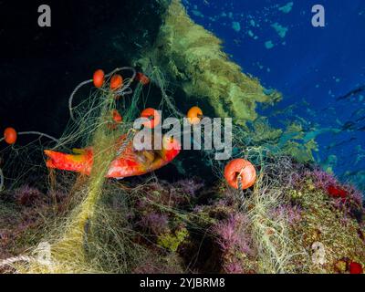 Parrot fish entangled in fishing nets Stock Photo