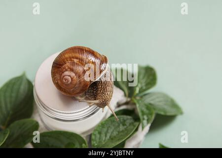 Snail and jar of skin cream on green leaves background. Snail slime. Beauty clinic concept. Stock Photo