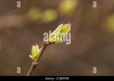 First spring green buds on branch of tree. Shallow depth of field Stock Photo