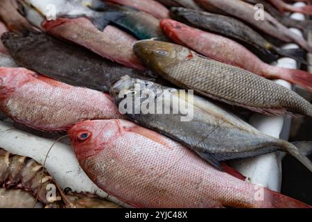 Fish market counter in Kota Kinabalu Borneo Malaysia Stock Photo