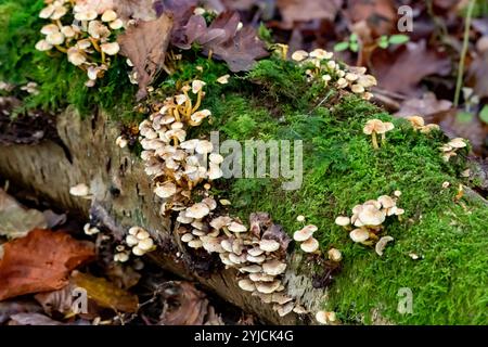 Bonnet mushrooms growing on aa fallen tree,  Arnside, Milnthorpe, Cumbria, UK Stock Photo