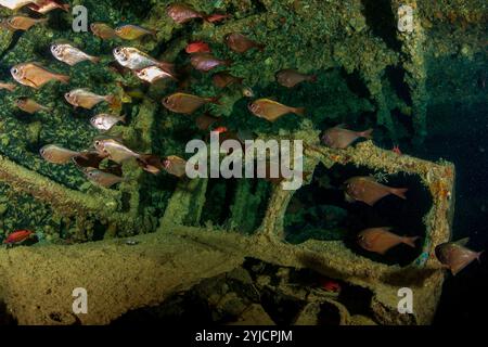cargo inside wreck of ss thistlegorm red sea Stock Photo - Alamy