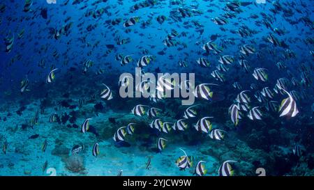 fish factory maldives schooling bannerfish Stock Photo