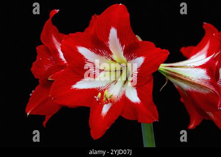 Close-up of a bright red amaryllis flower with white accents on a black background Stock Photo