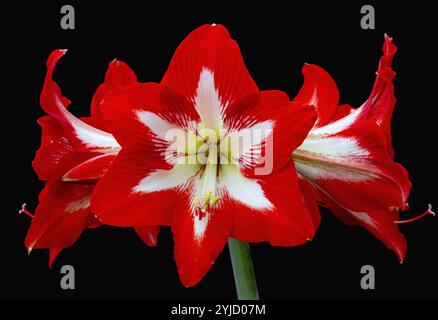 Frontal view of a bright red amaryllis with bold petals against a contrasting black background Stock Photo