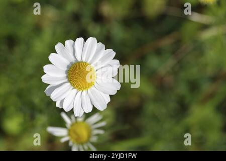 Matricaria chamomilla (Matricaria chamomilla), flowers, medicinal plant, Wilnsdorf North Rhine-Westphalia, Germany, Europe Stock Photo