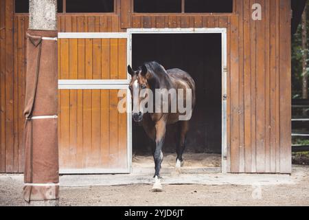 Beautiful brown horse standing in front of his stables ready for horse back riding. Majestic animal, a horse at a ranch in Slovenia Stock Photo