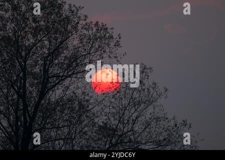 Srinagar, India. 14th Nov, 2024. A view of sunset at a Mughal garden during an autumn season in Srinagar, the capital city of the Himalayan region of Kashmir. (Photo by Faisal Bashir/SOPA Images/Sipa USA) Credit: Sipa USA/Alamy Live News Stock Photo