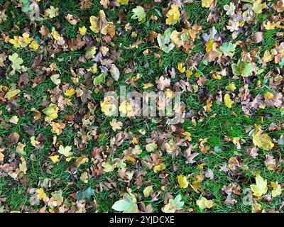 Abstract background, Carpet of colourful autumn leaves on green grass seen from above Stock Photo