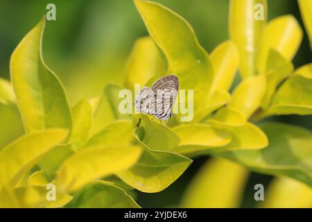 Common Zebra Blue or Lang's Short-tailed Blue Butterfly female -Leptotes pirithous Stock Photo