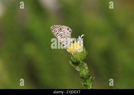 Common Zebra Blue or Lang's Short-tailed Blue Butterfly female nectaring on a flower - Leptotes pirithous Stock Photo