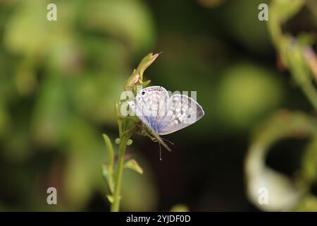 Common Zebra Blue or Lang's Short-tailed Blue Butterfly female -Leptotes pirithous Stock Photo