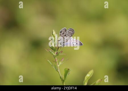 Common Zebra Blue or Lang's Short-tailed Blue Butterfly female -Leptotes pirithous Stock Photo